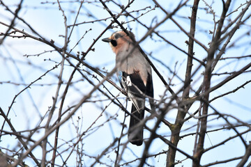 Jay bird on a branch