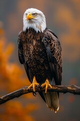 Naklejka premium Professional Photography of a Majestic Bald Eagle Perched on a Branch Overlooking its Vast Outdoor Aviary, Generative AI