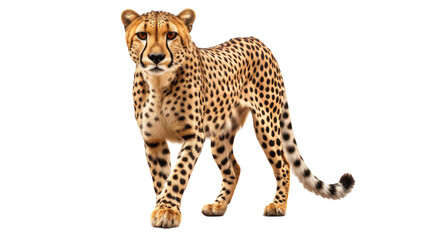 A powerful cheetah standing gracefully on a blank white canvas