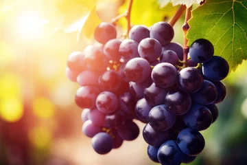 Fotobehang Scenic grape vineyards with bountiful, sun-ripened grapes glistening in warm sunshine. Close-up © firax