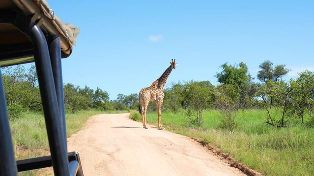Giraffe gracefully walks down a dusty safari trail. Calmly crossing in front of a stationary safari vehicle, the giraffe appears unperturbed by the presence of onlookers, showcasing the peaceful coexi