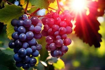 Fototapeten Sunlit vineyards bursting with ripe and juicy grapes, creating a mesmerizing landscape © firax