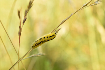 A yellow caterpillar with black stripes on its back, this is the caterpillar of the moth butterfly.