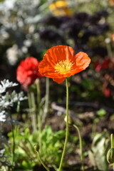 coquelicot