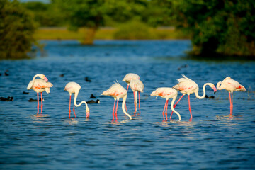 flamingos in sri lanka