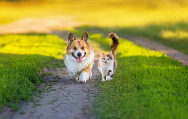 Cercles muraux Militaire fluffy friends cat and corgi dog walk along the green grass on the summer path