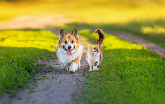 fluffy friends cat and corgi dog walk along the green grass on the summer path