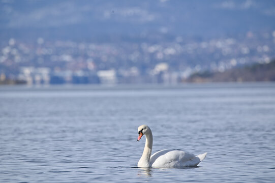 Suburban swan