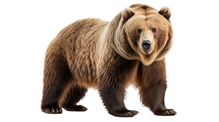 A large brown bear stands proudly against a white backdrop