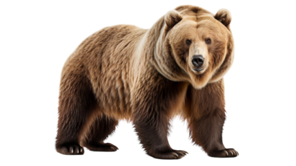 A large brown bear stands proudly against a white backdrop