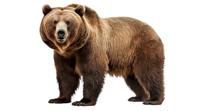 A large brown bear stands proudly against a stark white background
