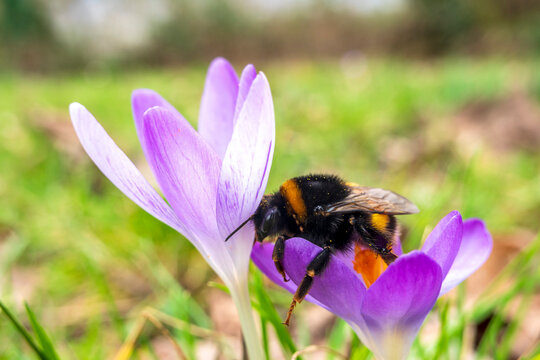 Bumblebeefeeding on blooming crocus
