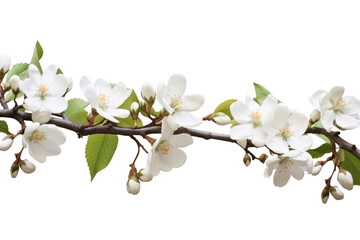 Branch With White Flowers and Green Leaves. On a White or Clear Surface PNG Transparent Background.