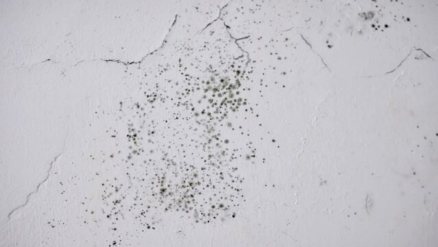 Close up on spores of black mold forming on a cracked and dirty wall inside room. Condensation or damp humid condition causing growth of fungus on closed room in house or apartment
