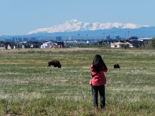 A tourist taking pictures of bison in Rocky Mountain Arsenal National Wildlife Refuge with view of...