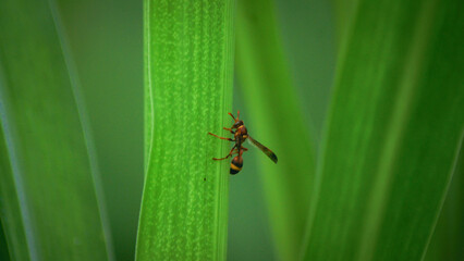spider on a leaf