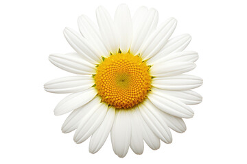 White and Yellow Flower With Yellow Center. On a White or Clear Surface PNG Transparent Background.