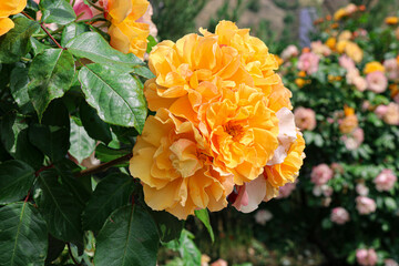Beautiful double yellow rose. Ornamental plant, landscape design. - 761254216