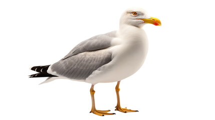 A lone seagull gracefully stands on a pristine white background