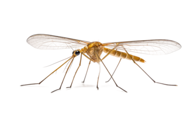 Close-up of Mosquito on White Background. On a White or Clear Surface PNG Transparent Background.