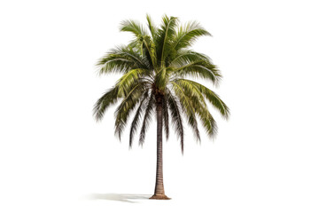 Obraz premium Palm Tree on White Background. On a White or Clear Surface PNG Transparent Background.