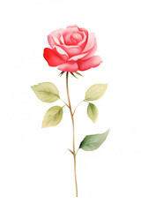 Obraz premium watercolor illustration red Rose flower and green leaves. Florist bouquet, International Women's Day, Mother's Day, wedding flowers.