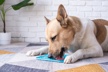 cute dog using lick mat for eating food slowly, licking peanut butter