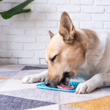 cute dog using lick mat for eating food slowly, licking peanut butter