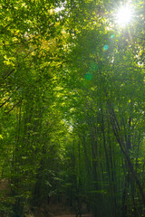 Carbon neutrality vertical concept photo. Lush forest view with sunlight