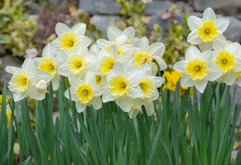 Fototapeta premium beautiful yellow daffodils blooming in a flower bed in a garden