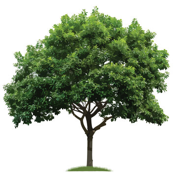 Live Tree Clipart isolated on white background