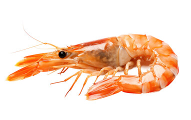 Close Up of a Shrimp on White Background. On a White or Clear Surface PNG Transparent Background.