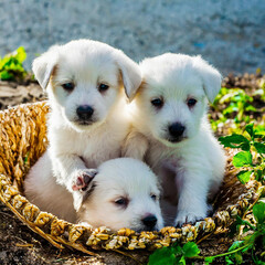 귀여운 하얀 강아지들