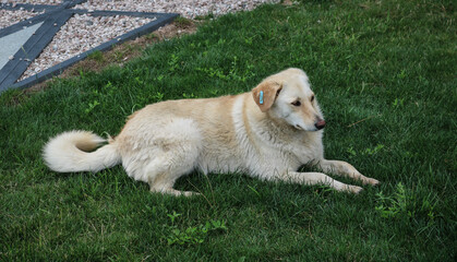 A sterilized stray dog with a mark on its ear lies on the grass. Control of the population of stray animals. - 761257496