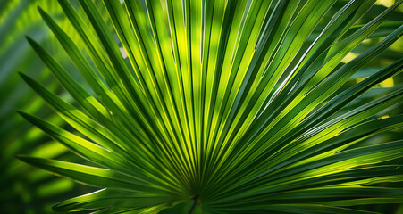 palm tree leaves