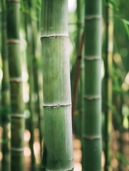 Fresh Bamboo Trees In Forest With Blurred Background