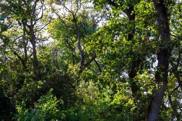 Fototapeta na wymiar Lush forest view with green trees. Carbon net zero concept background