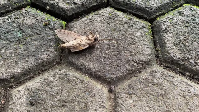 Time lapse of many ants carrying butterfly moth. Group colony of black ants carrying dead moth back to their nest on paving blocks floor. Macro insect videography.