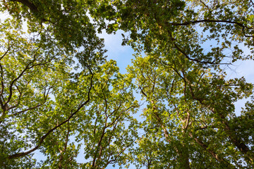 Green trees from below and clear sky on the background