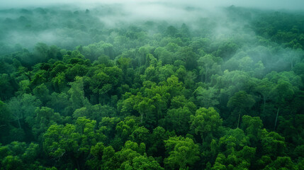 Aerial view of a dense, green forest shrouded in mist, conveying a serene and mystical atmosphere. - 761259666
