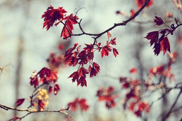 red leaves on japanese maple