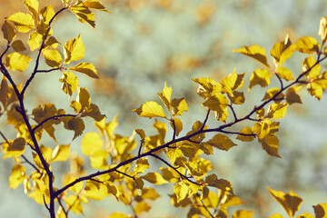 spring leaves on the tree