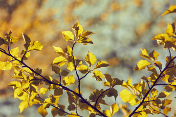 spring leaves on the tree