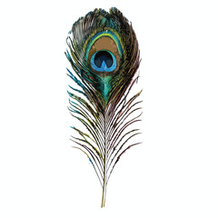 Peacock Feather Clipart isolated on white background