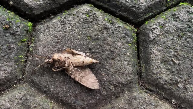 Group colony of black ants carrying dead moth back to their nest on net. Macro insect videography.