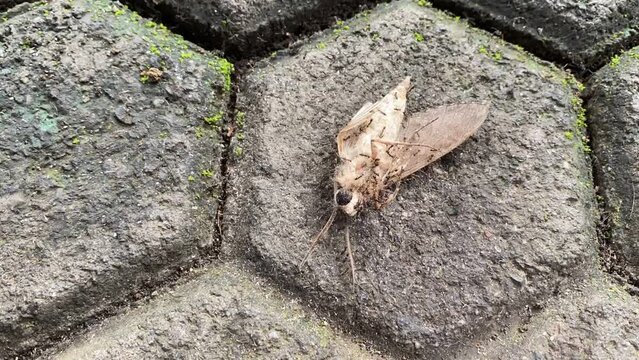 Time lapse of many ants carrying butterfly moth. Group colony of black ants carrying dead moth back to their nest on paving blocks floor. Macro insect videography.