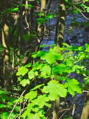 Maple leaves against the background of a river in the forest