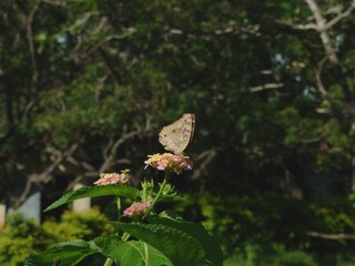 butterfly on a tree