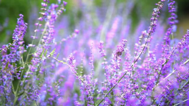 video of purple lavender flowers in the flower garden, blowing in the wind