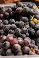 Freshly harvested blue grapes. Wine grapes background. Freshly harvested black grapes grown in a home vineyard
